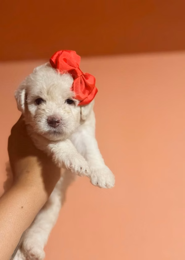 Beautiful female maltipoo mini toy with your card