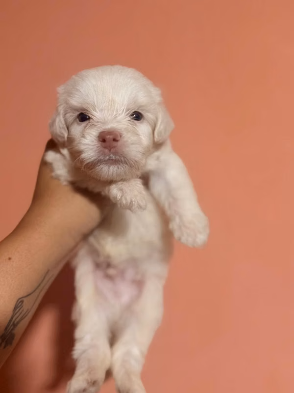 Beautiful Maltipoo male with your card