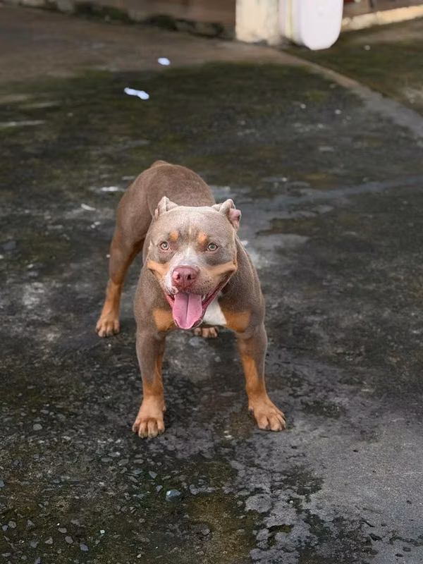 Venta de cachorros american bully