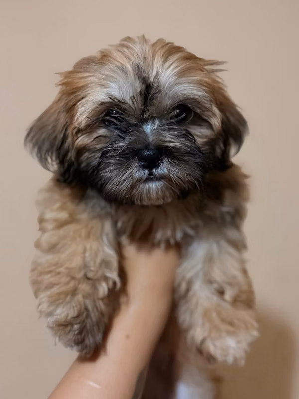 Hermoso macho shih tzu con su tarjeta
