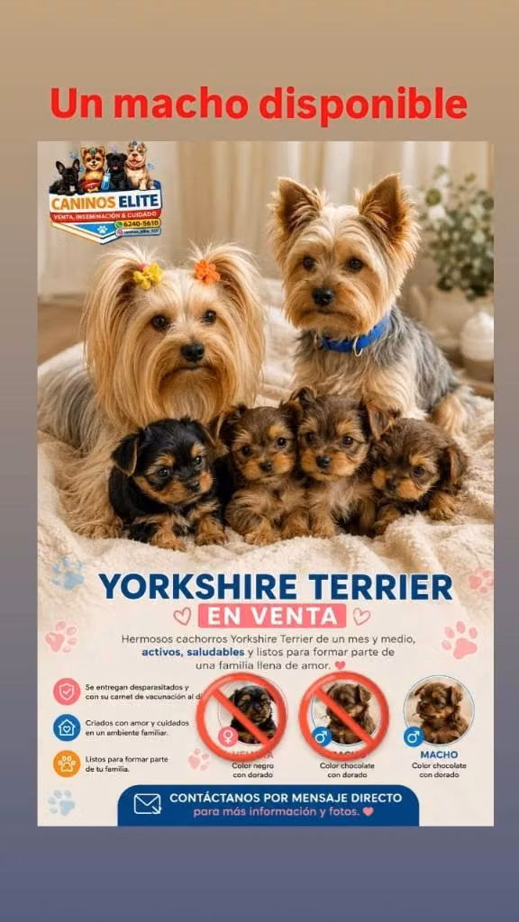 Yorkshire Male Terrier