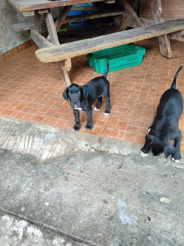 Big Dans dogs