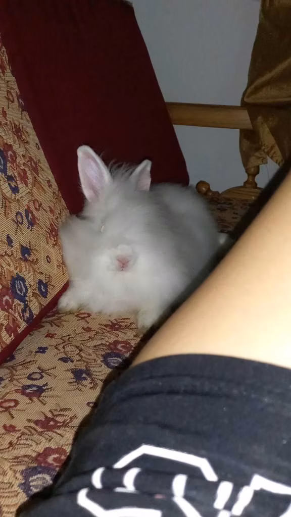 Exotic English angora