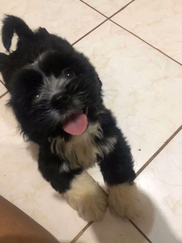 SHIH TZU A LOT