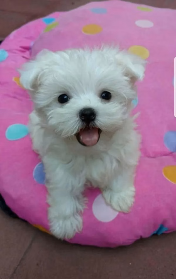 Beautiful Maltese minis