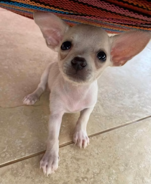 se venden