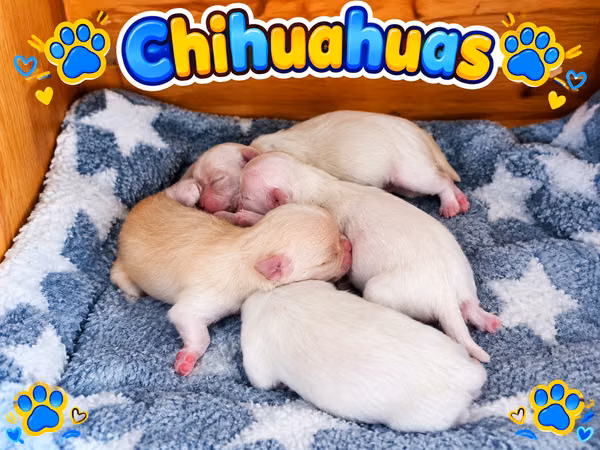 Beautiful Chihuahuas