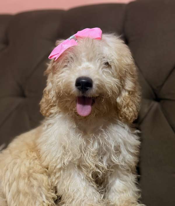 Beautiful maltipoo females with your card