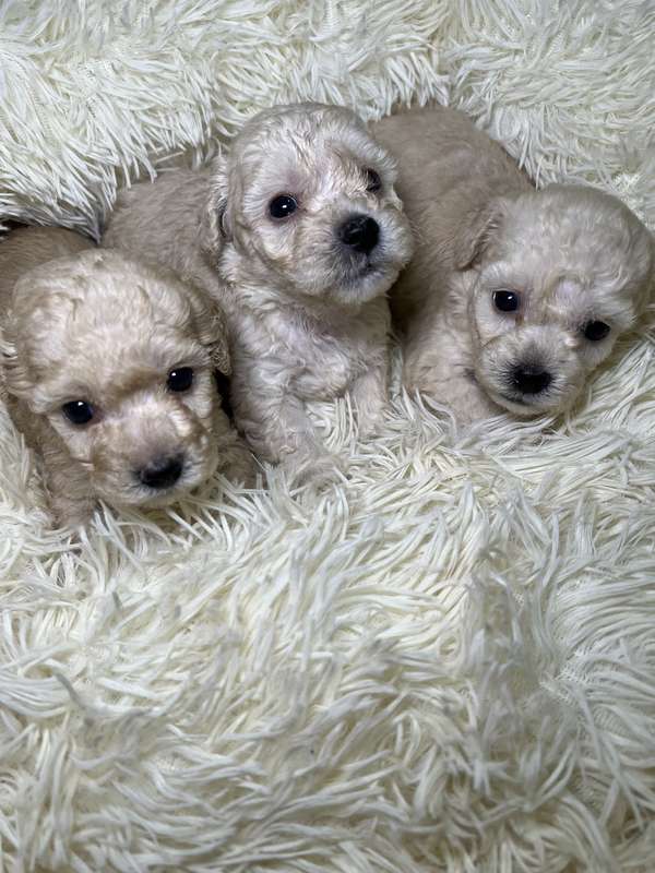 French poodle mini toy ( importados)