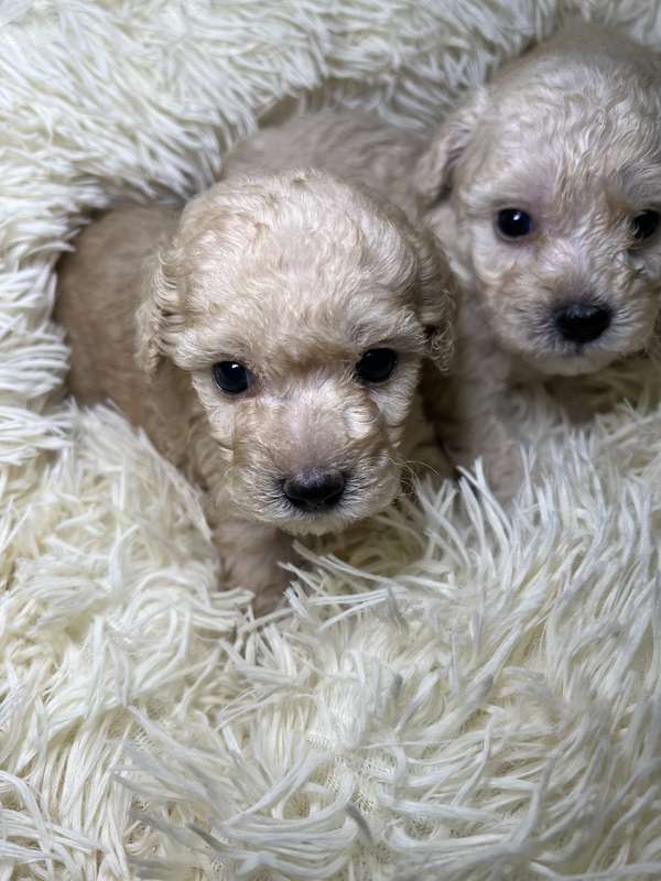 French poodle mini toy (imported)