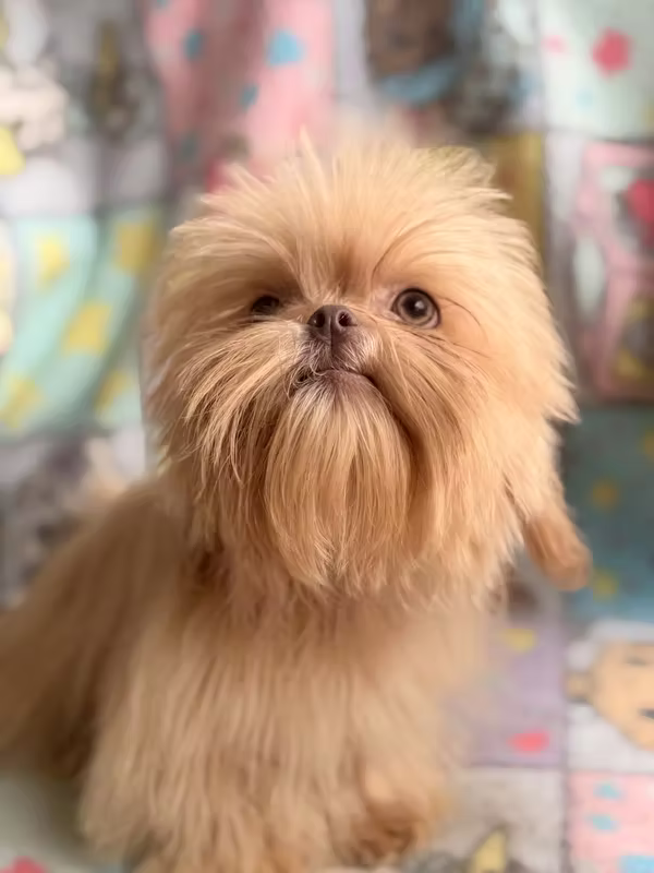 Shih tzu exotic