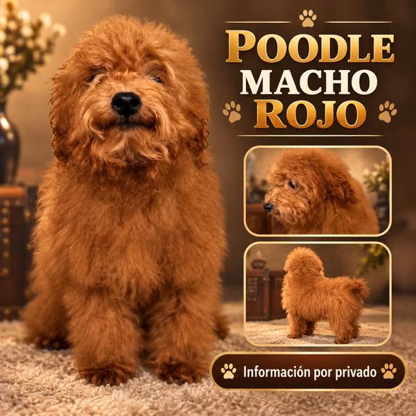 Macho de siete meses 