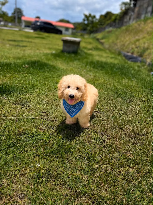 Doodle Mini