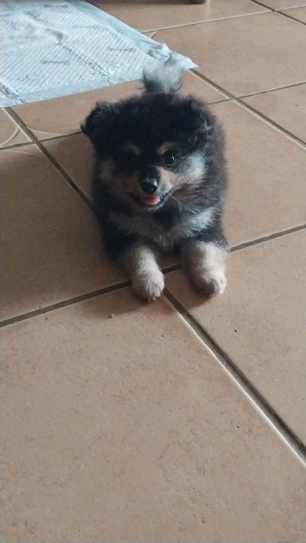 I sell 2-month-old puppies