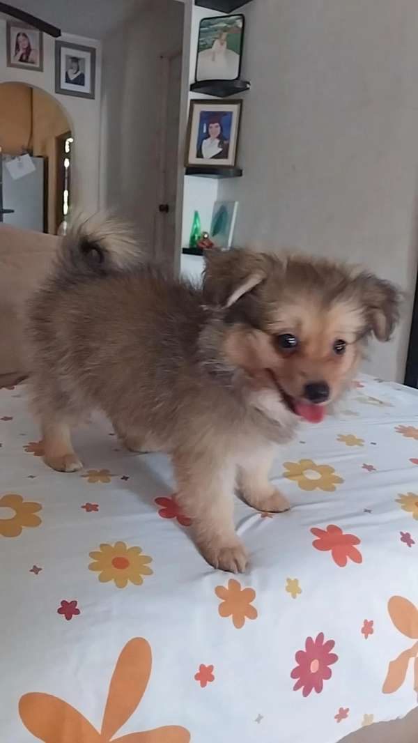 I sell 2-month-old puppies