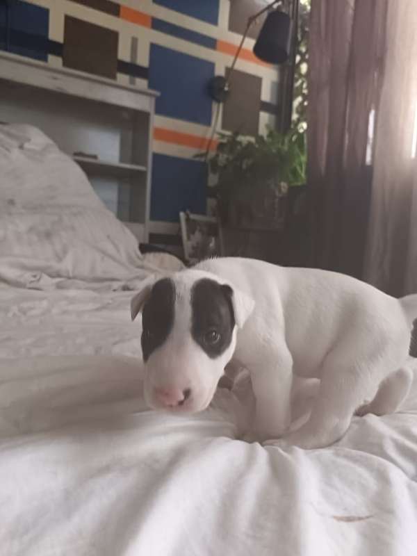 For sale Bull terrier English females and male marketable price vaccine to two and deparasites, parents present