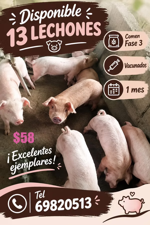 LECHONES EN VENTA 