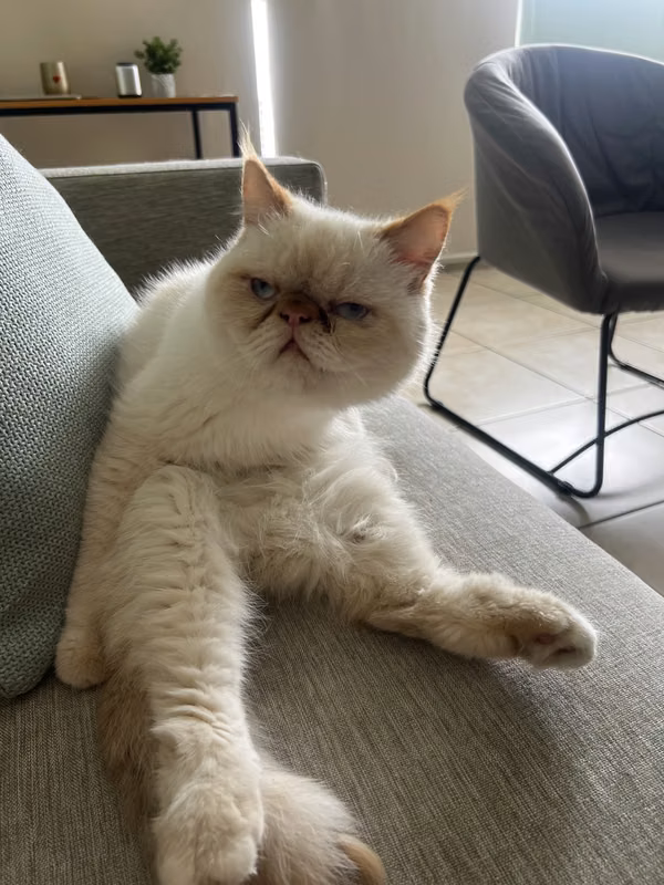 Gato persa, muy bien portado. Lo vendo por que la verdad no tengo tiempo para dedicarles tiene un año super dócil 