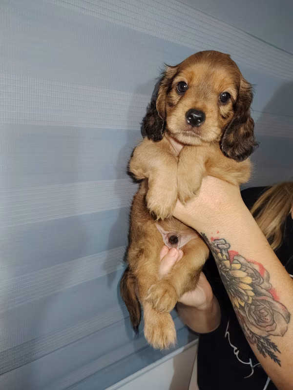 Cocker dog