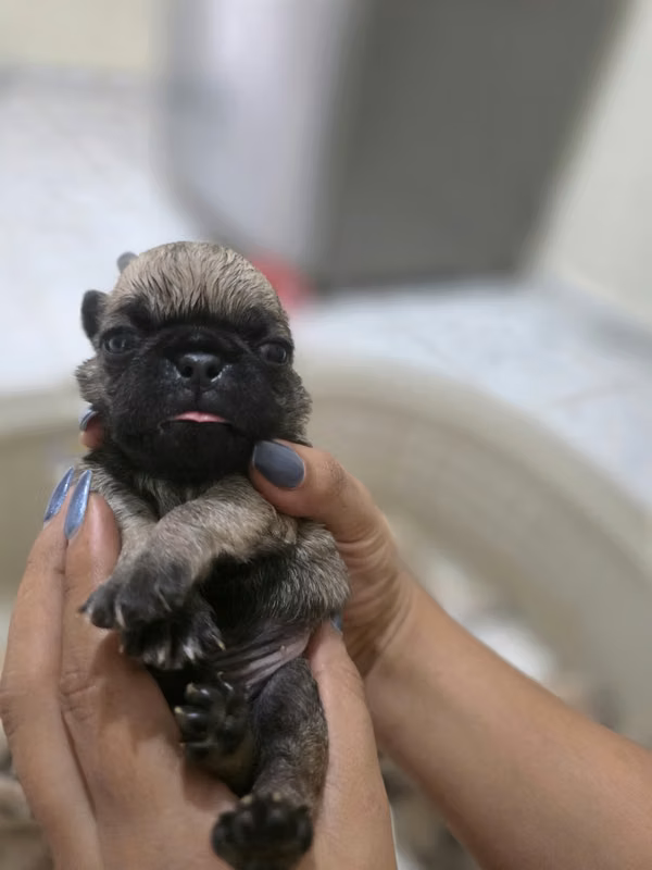 Pugs dogs