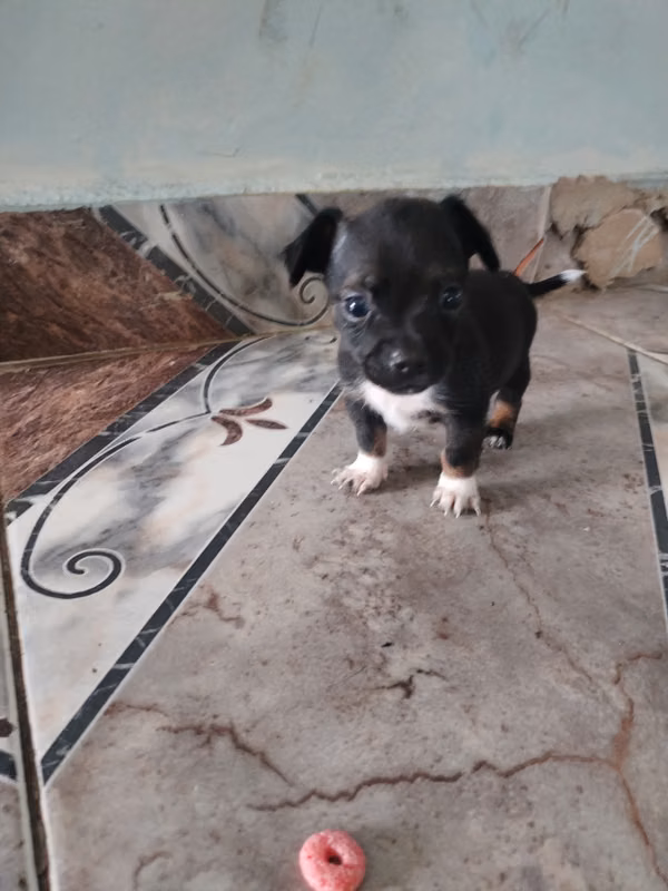 chihuahua puppies for sale