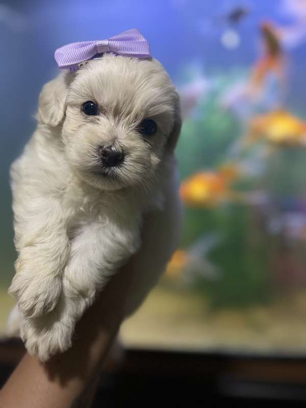 Hermosas hembras maltipoo mini toy con su tarjeta