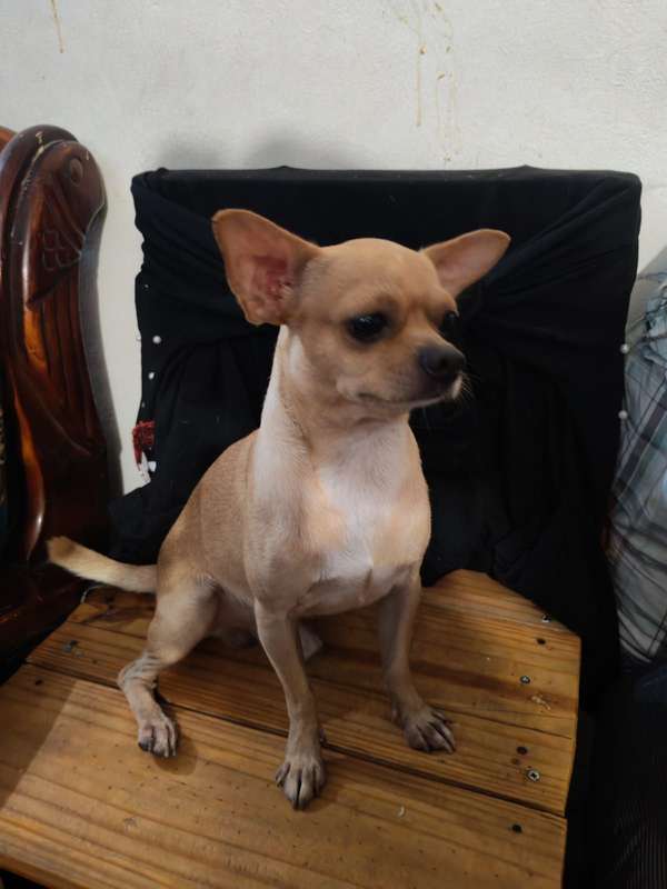 Chihuahuas pure apple head