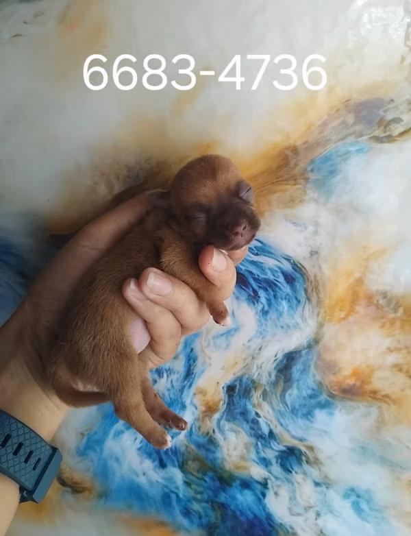 Chihuahua 
