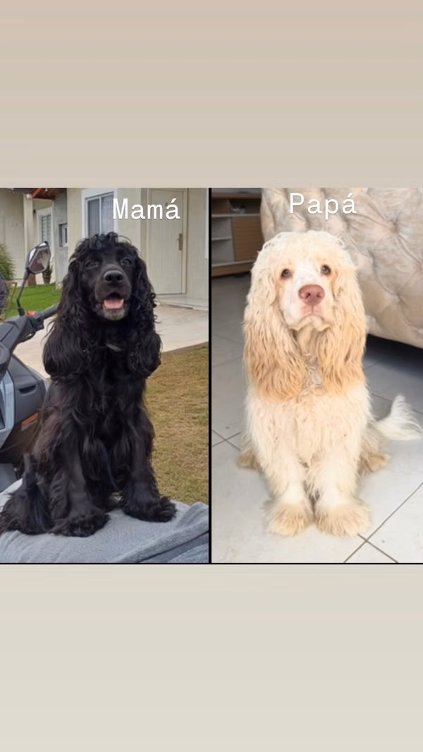 SALE OF COCKER SPANIEL ENGLISH