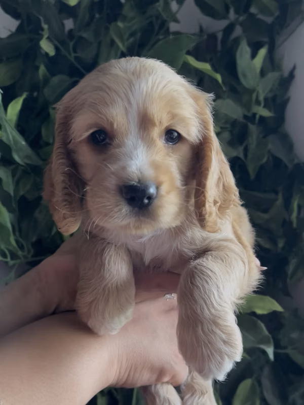 Cockers spaniel 2 males and 2 females