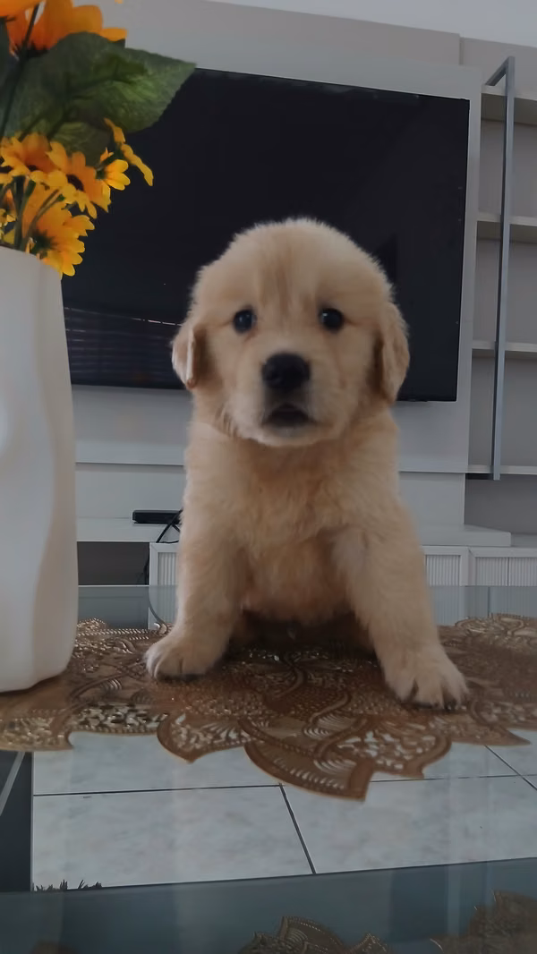 Goden retriever