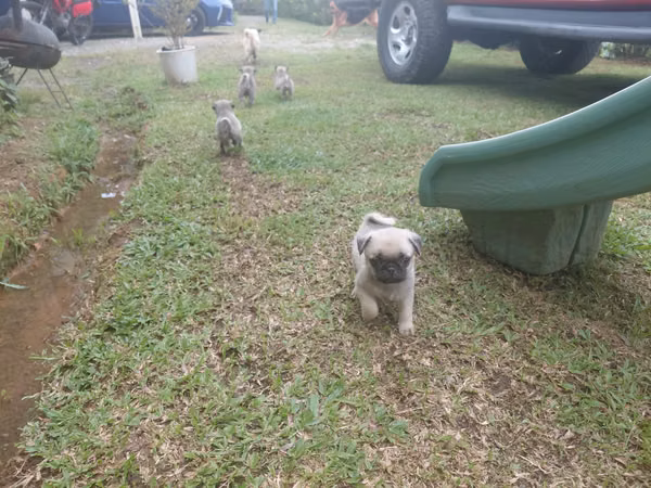 Male pug