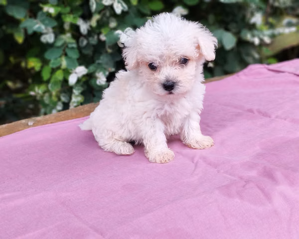 Poodle mini
