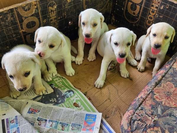 I sell pure-haired puppies