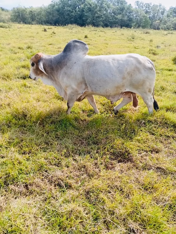 Sell Toro is raised with registration