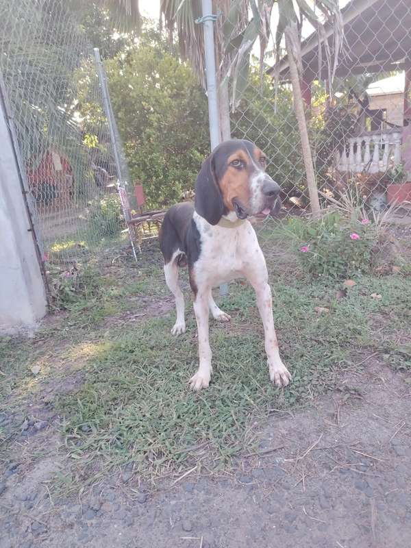 100% pure hound