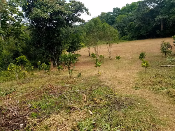 MTRE-510 Se VendE REMATE Finca 6 HECTÁREAS