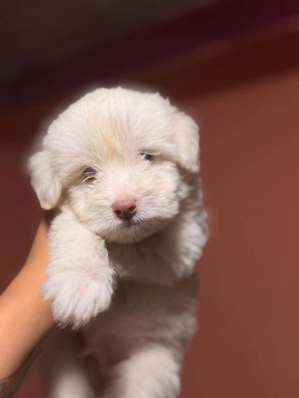 Beautiful Maltipoo male with your vaccine card