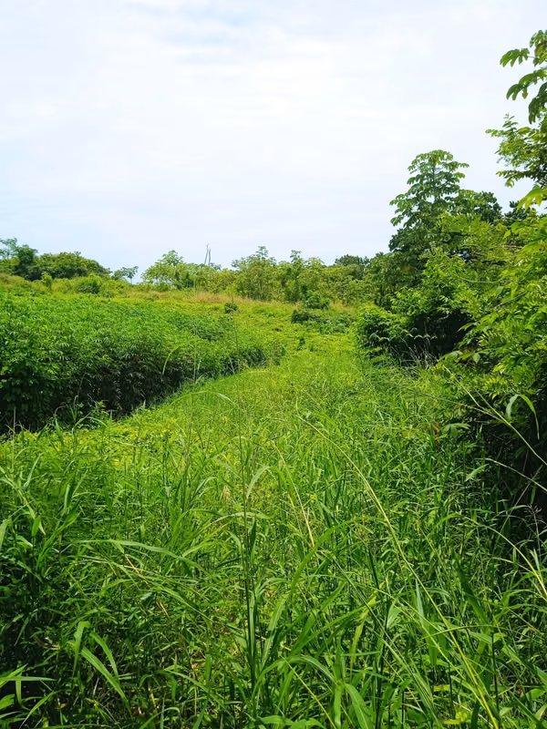 $50,000 IS SOLD FARM OF 5 HECTARES COMPLETELY FLAT IN OCU IN HERRERA JL