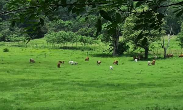 I sell 585 ha in good price capira