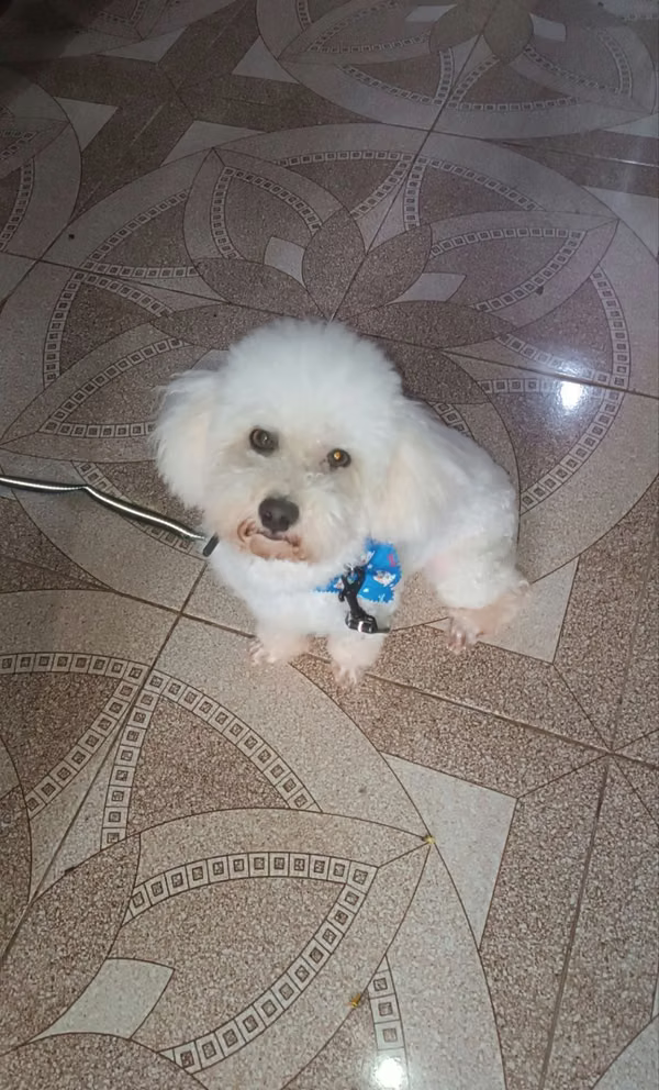 Poodle Mini
