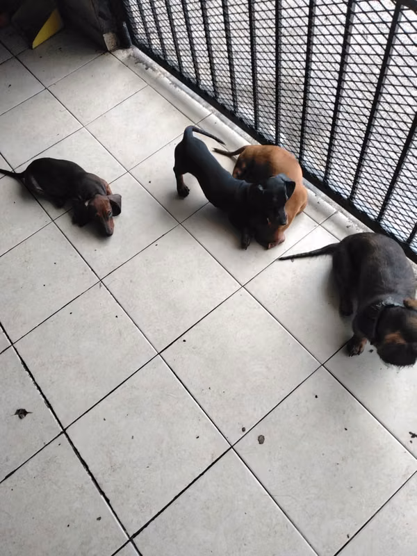 Cachorros Salchita
