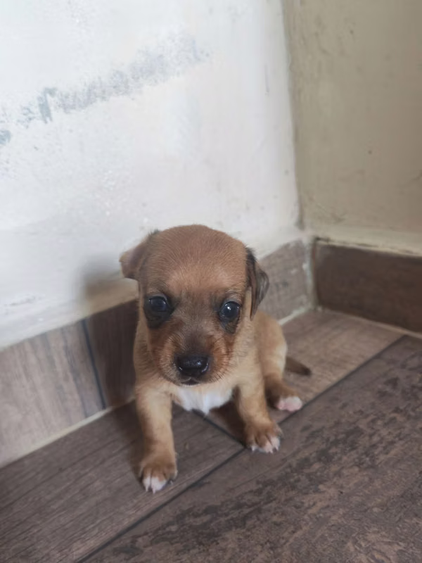 Se vende perros Dashchund Salchicha 