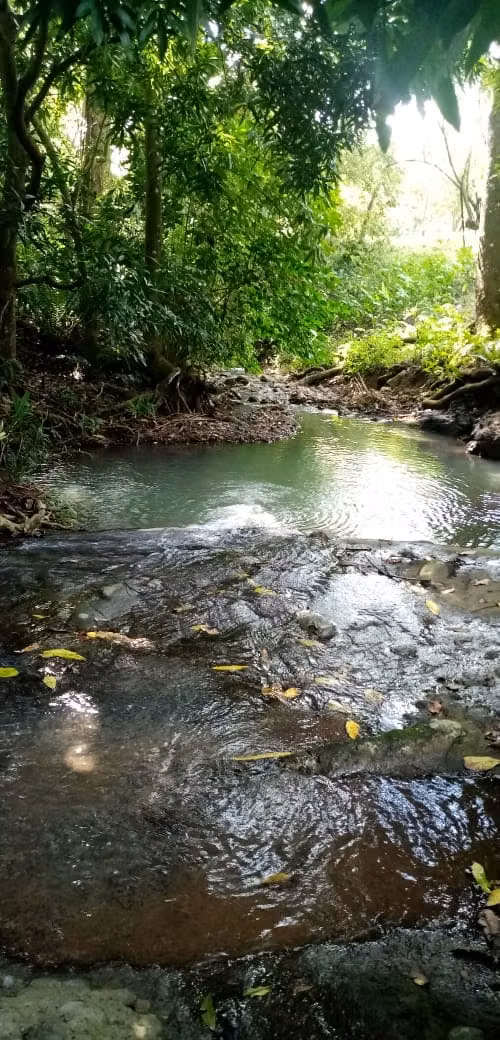 3+ HA Terreno en Lidice con Agua, Frutas, Bambu, Calle de Asfalto
