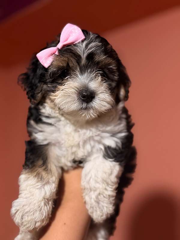 Hermosa hembra biewer maltese mix con su tarjeta