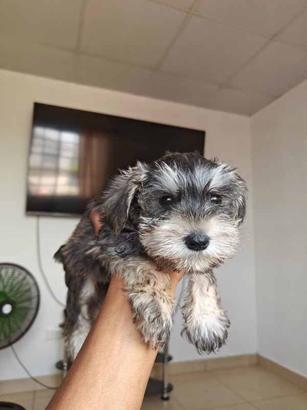 Schnauzer