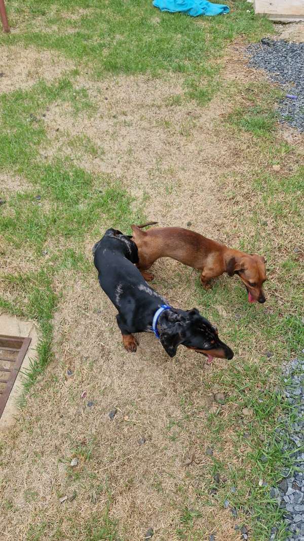Sell sausage puppies