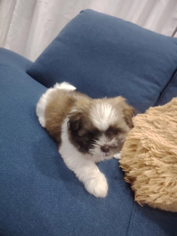 For Sale