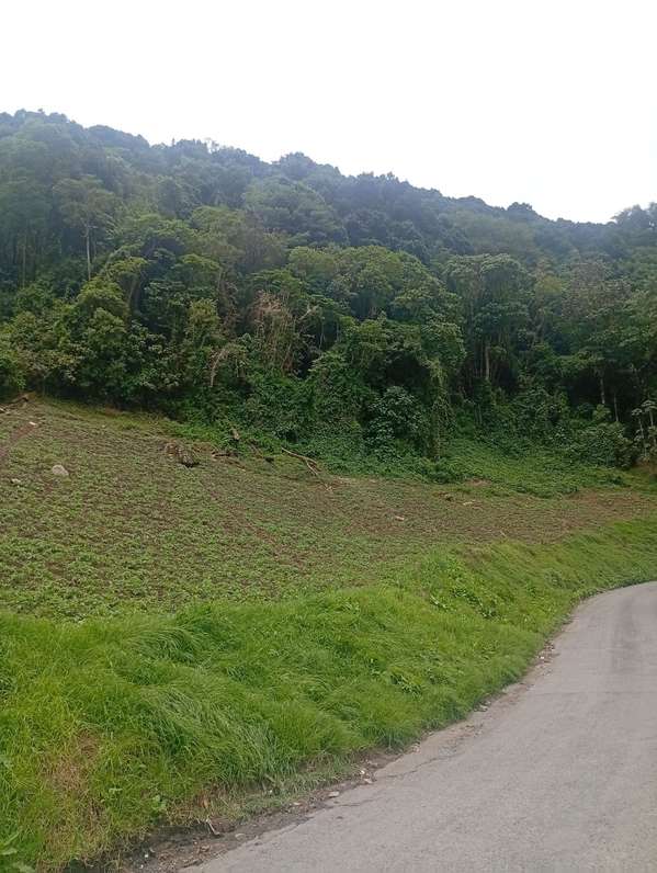 Land is sold in Cerro Punta -1 Hectarea + 7845 m2