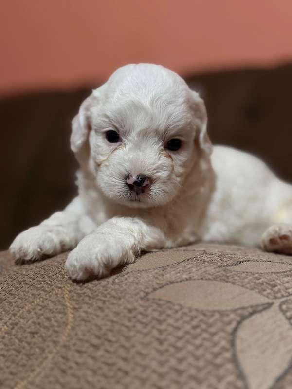 Beautiful male maltipoo mini toy with your card